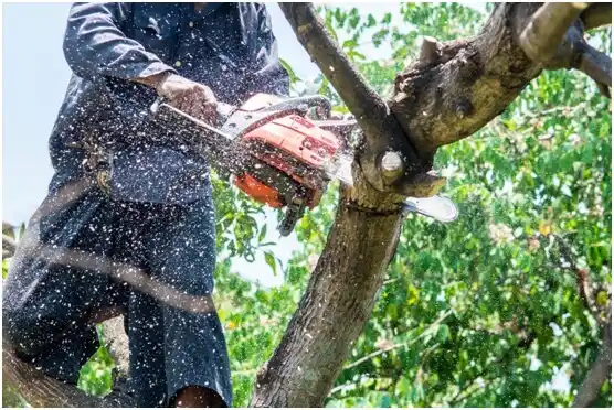tree services Westfield